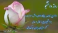 روز داشجو گرامی باد